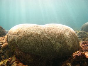 ハート型の珊瑚